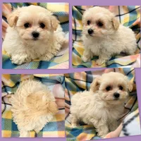 AKC Vickie's Female #3, a female Maltipoo for sale in Xenia, IL – 1 of 1