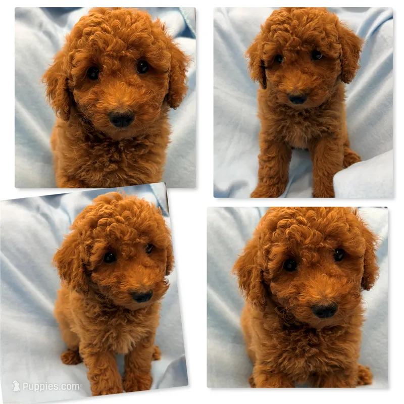 AKC Iris's Deep Red Male #2 – Poodle - Miniature  puppy for sale in Xenia, IL