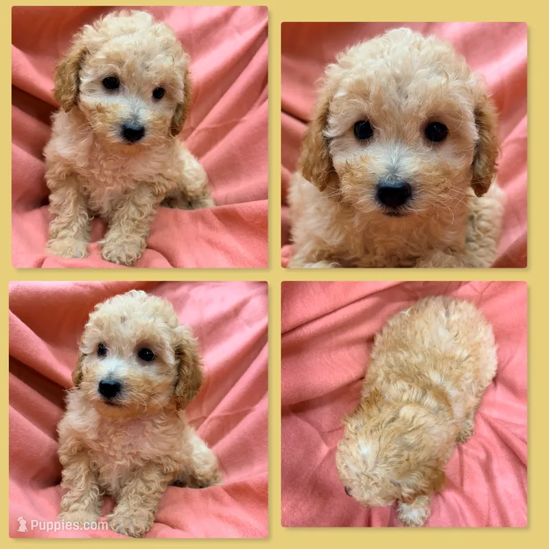 AKC Jane's Female #1 – Poodle - Toy  puppy for sale in Xenia, IL