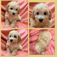 AKC Jane's Female #1, a female Poodle - Toy  for sale in Xenia, IL – 1 of 1