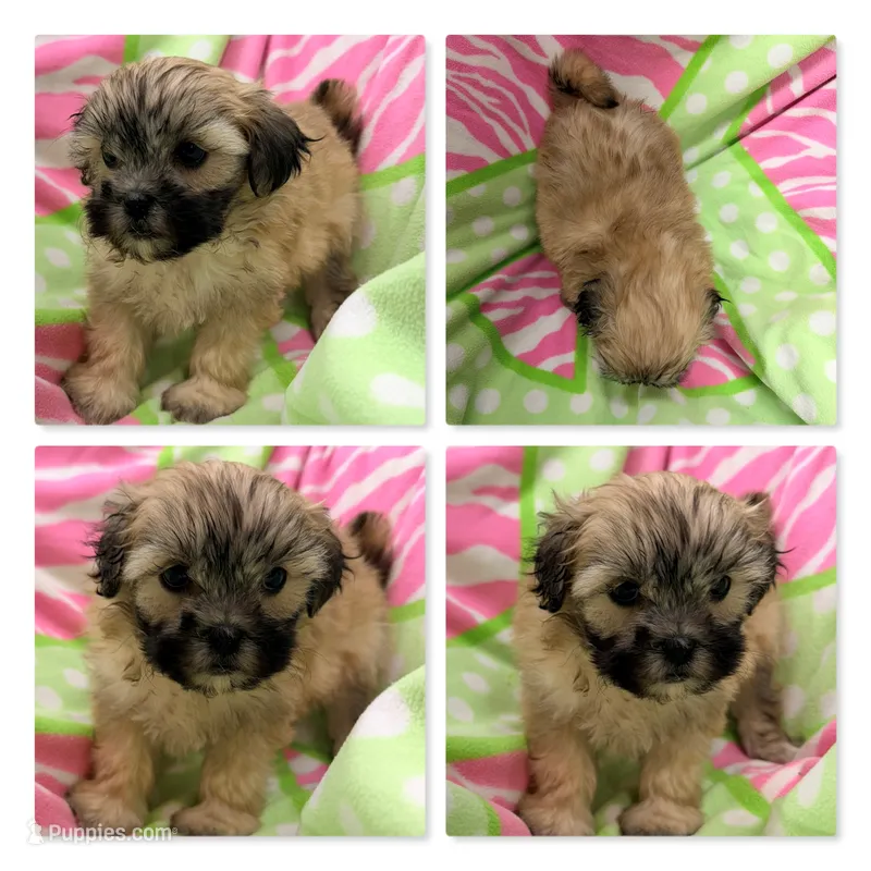 AKC Dahlia's Girl #1