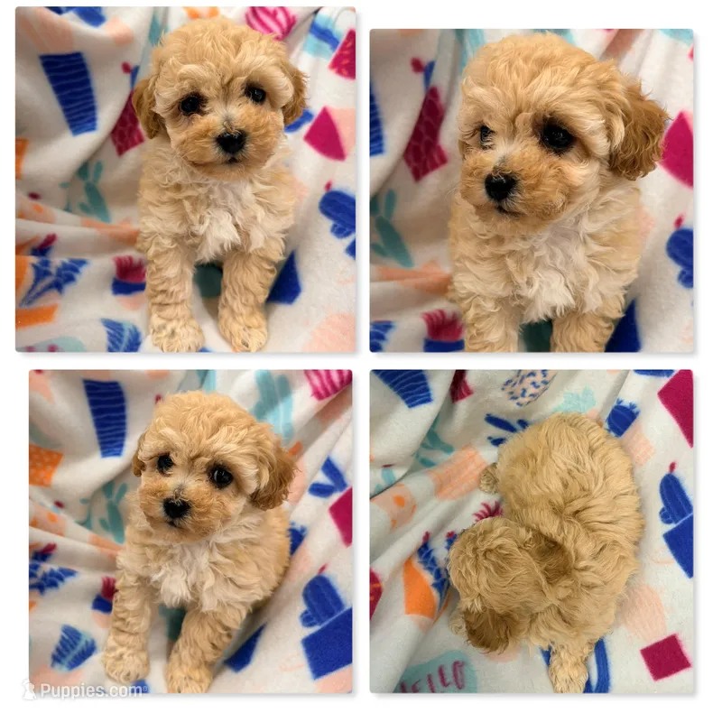 AKC Zoey's Female #2 – Bichpoo puppy for sale in Xenia, IL