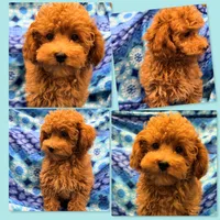 AKC Maya's Small Male, a male Poodle - Toy  for sale in Xenia, IL – 1 of 1