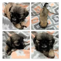AKC Ambrosia's Female #1, a female Mal Shi for sale in Xenia, IL – 1 of 1