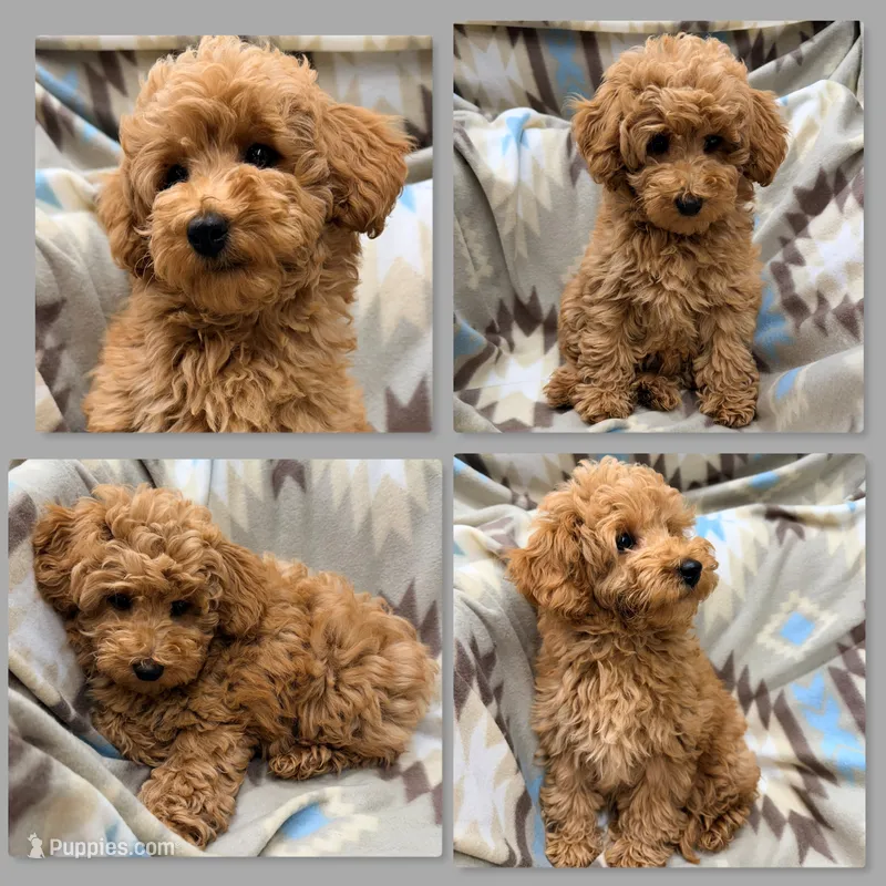 AKC Maya's Boy #1 – Poodle - Miniature  puppy for sale in Xenia, IL