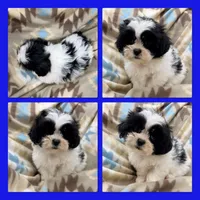 AKC Ambrosia's Male, a male Mal Shi for sale in Xenia, IL – 1 of 1