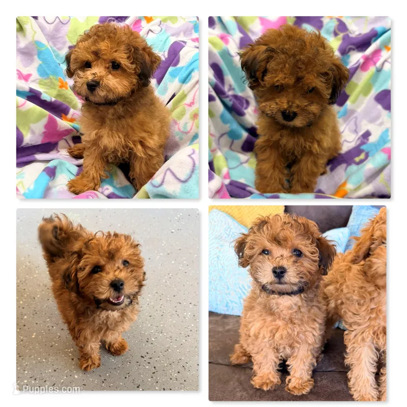 LIzzy's ShichonPoo – Shichon puppy for sale in Xenia, IL