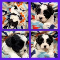 AKC Ambrosia's Male, a male Mal Shi for sale in Xenia, IL – 1 of 1