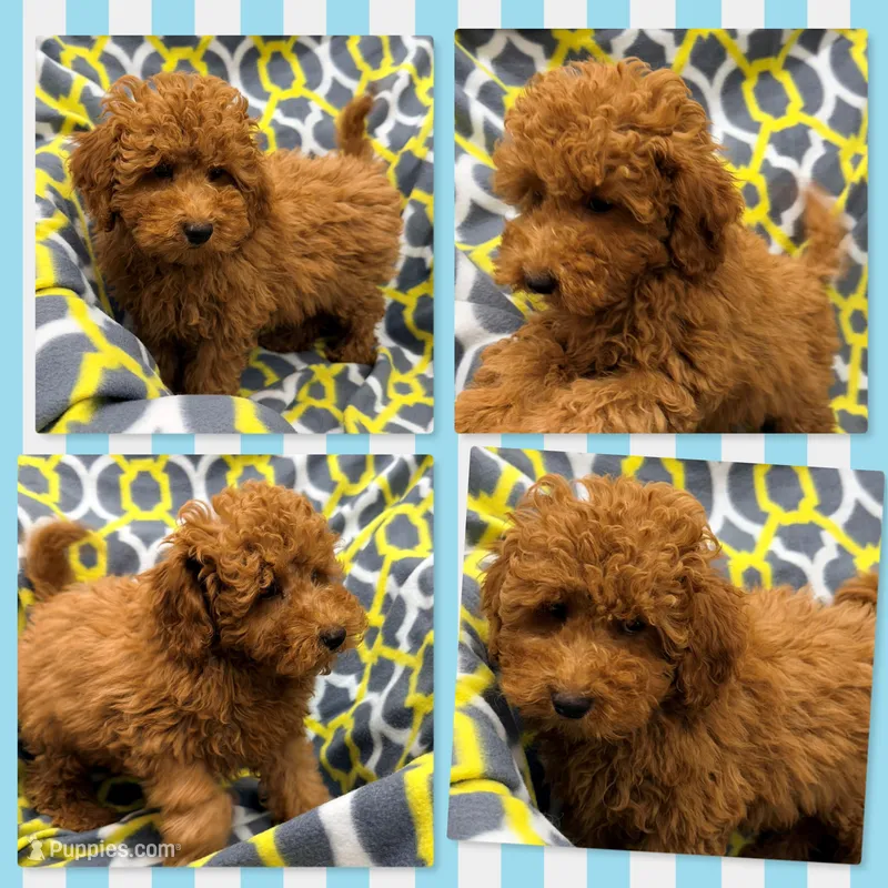 AKC Tiddle's Male #2 – Poodle - Toy  puppy for sale in Xenia, IL