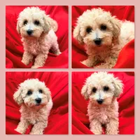 AKC Patience's Female, a female Bichpoo for sale in Xenia, IL – 1 of 1