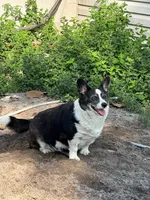 Rosy, a female Cardigan Welsh Corgi for sale in Leesburg, FL – Photo 2 of 3