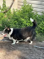 Rosy, a female Cardigan Welsh Corgi for sale in Leesburg, FL – Photo 1 of 3