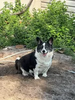 Rosy, a female Cardigan Welsh Corgi for sale in Leesburg, FL – Photo 3 of 3