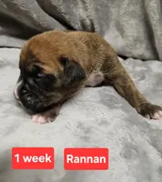 Rannan AKC, a male Boxer for sale in Logan, IA – Photo 2 of 2