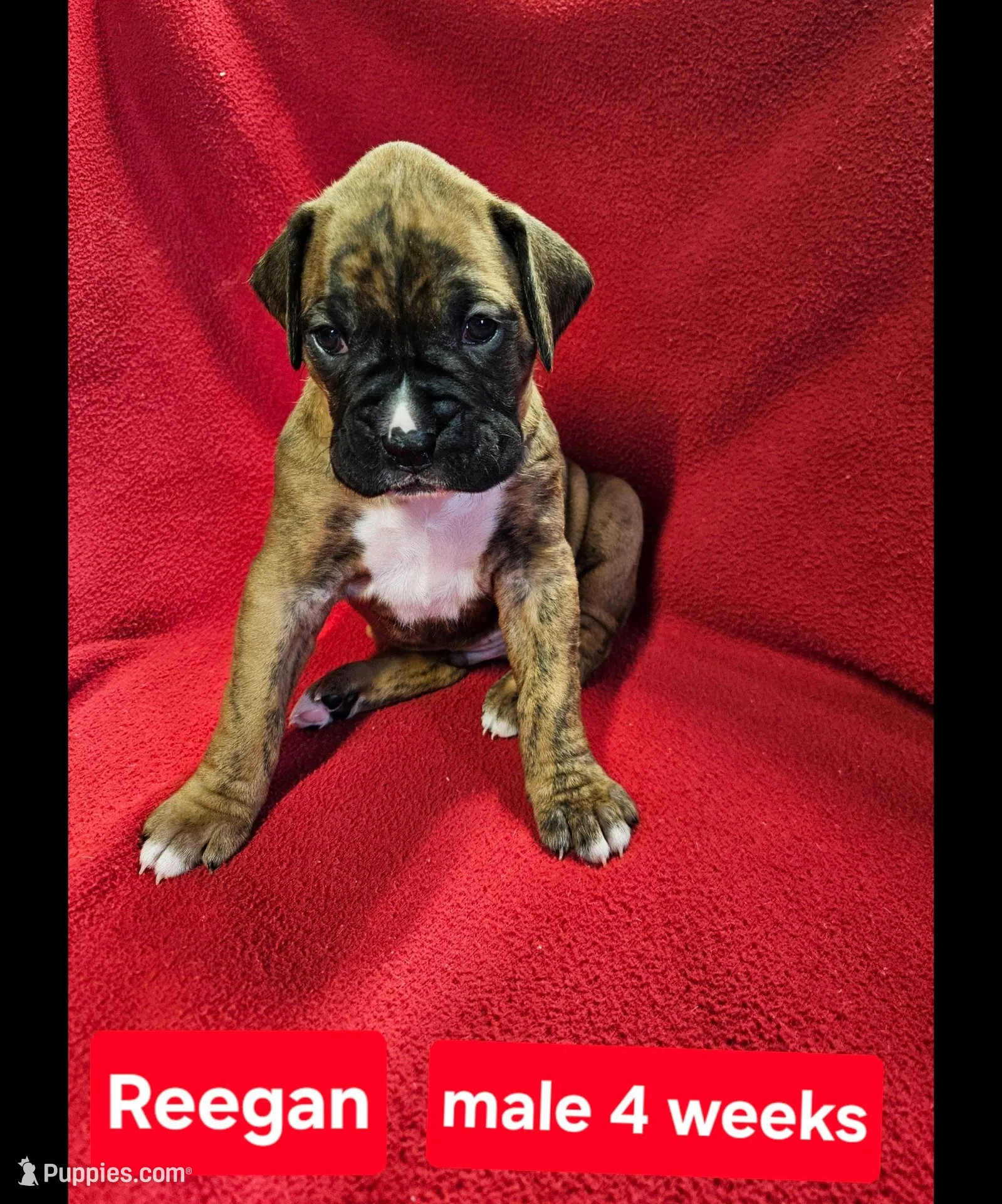 Rannan AKC – Boxer puppy for sale in Logan, IA