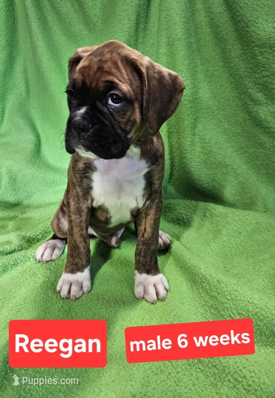 Rannan AKC – Boxer puppy for sale in Logan, IA