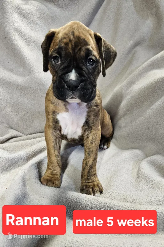 Rannan AKC – Boxer puppy for sale in Logan, IA