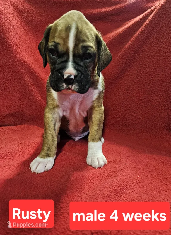 Rusty  AKC – Boxer puppy for sale in Logan, IA