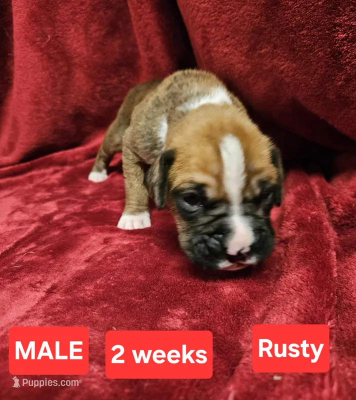 Rusty  AKC – Boxer puppy for sale in Logan, IA