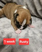 Rusty  AKC, a male Boxer for sale in Logan, IA – Photo 1 of 2