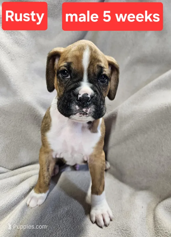 Rusty  AKC – Boxer puppy for sale in Logan, IA
