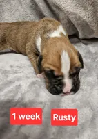 Rusty  AKC, a male Boxer for sale in Logan, IA – Photo 2 of 2