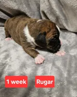 Rugar AKC, a male Boxer for sale in Logan, IA – Photo 2 of 2