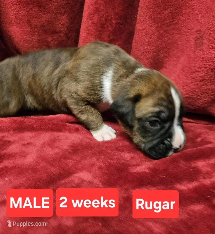 Rugar AKC – Boxer puppy for sale in Logan, IA