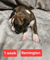Remington  AKC, a male Boxer for sale in Logan, IA – Photo 2 of 2