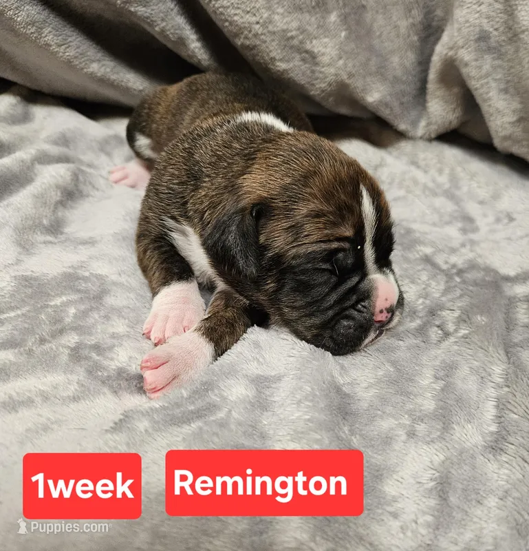 Remington  AKC