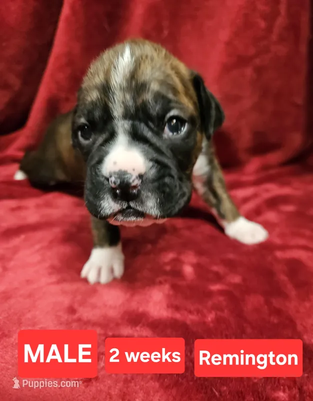Remington  AKC – Boxer puppy for sale in Logan, IA