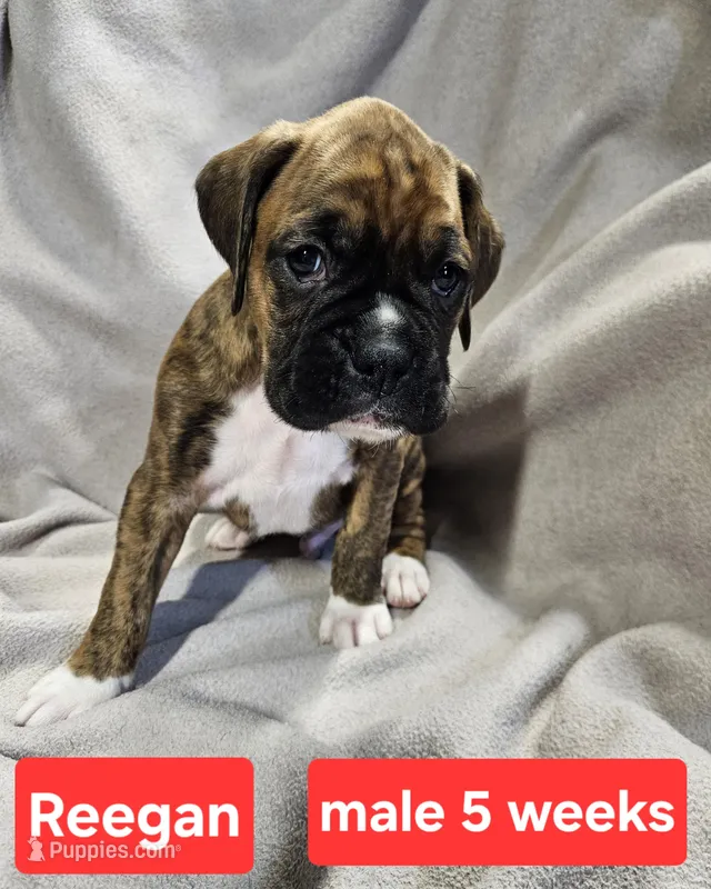 Reegan AKC – Boxer puppy for sale in Logan, IA