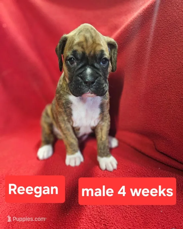 Reegan AKC – Boxer puppy for sale in Logan, IA