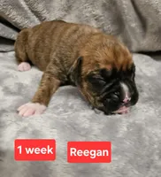 Reegan AKC, a male Boxer for sale in Logan, IA – Photo 2 of 2
