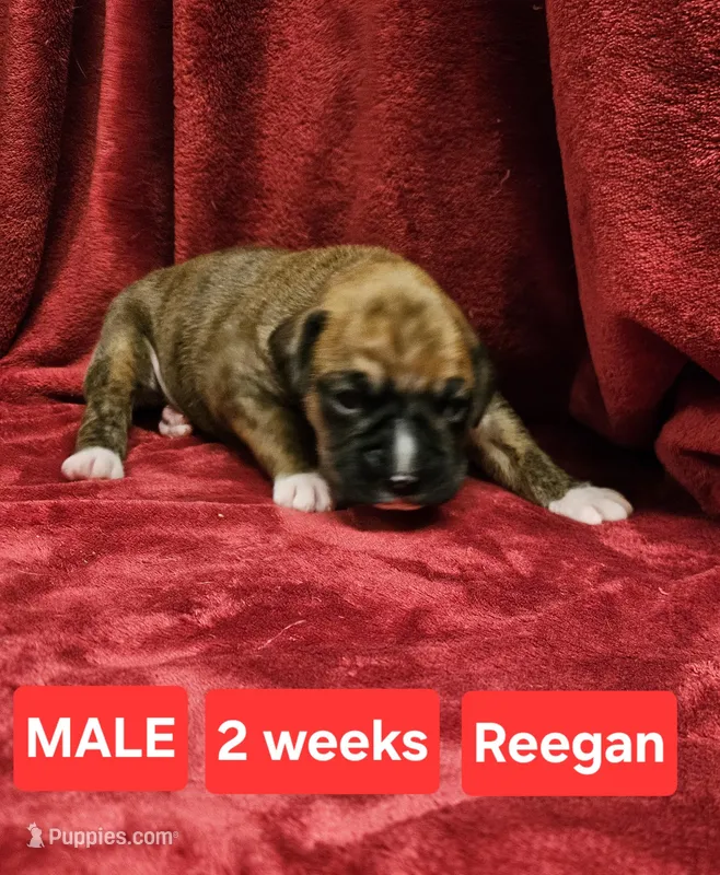 Reegan AKC – Boxer puppy for sale in Logan, IA