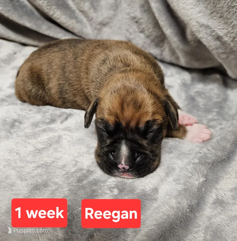 Reegan AKC