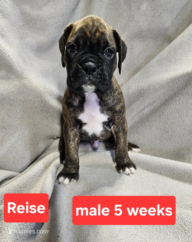 REISE AKC – Boxer puppy for sale in Logan, IA