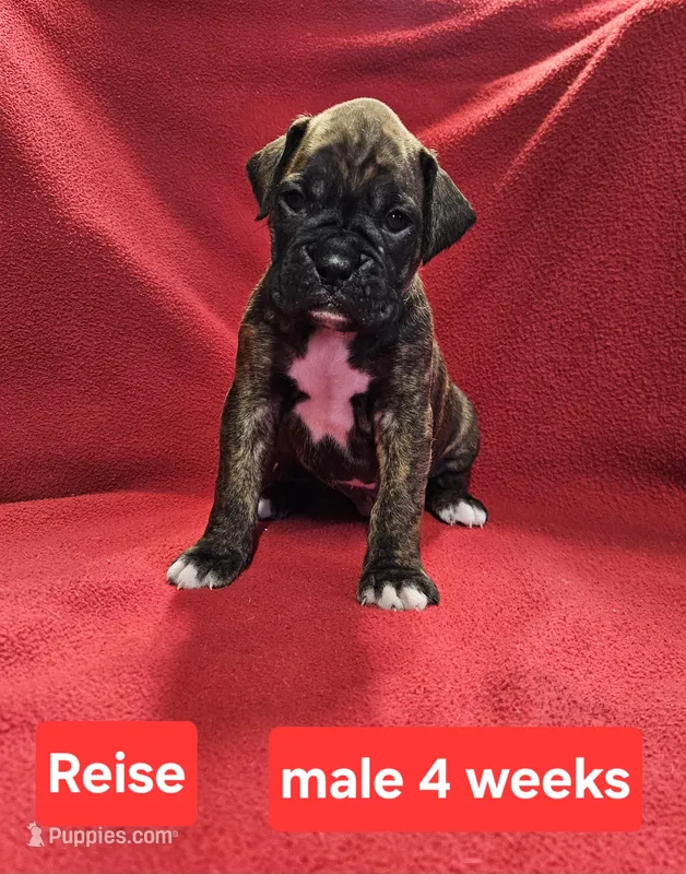 REISE AKC – Boxer puppy for sale in Logan, IA