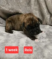 REISE AKC, a male Boxer for sale in Logan, IA – Photo 2 of 2