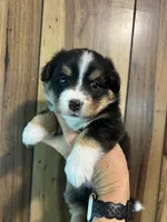 Tri female , a female Cardigan Welsh Corgi and Miniature Australian Shepherd for sale in Greenwood, SC – 1 of 1
