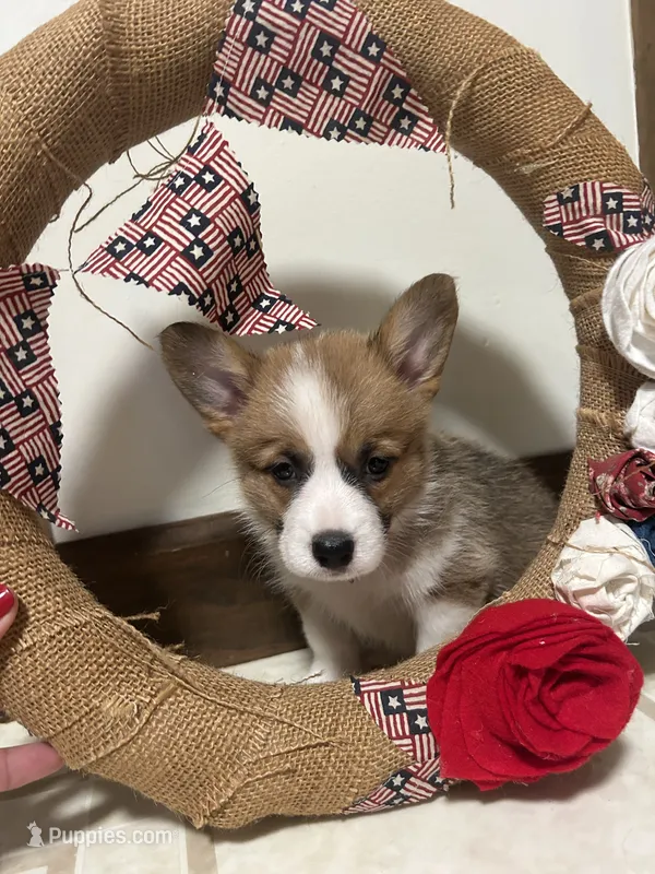 Light pink collar  – Pembroke Welsh Corgi puppy for sale in Greenwood, SC