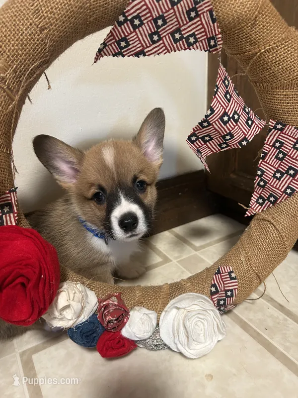 Blue collar – Pembroke Welsh Corgi puppy for sale in Greenwood, SC