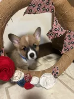 Blue collar, a male Pembroke Welsh Corgi for sale in Greenwood, SC – 1 of 1
