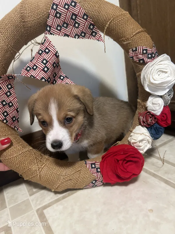 Red collar  – Pembroke Welsh Corgi puppy for sale in Greenwood, SC
