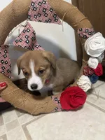 Red collar , a female Pembroke Welsh Corgi for sale in Greenwood, SC – 1 of 1