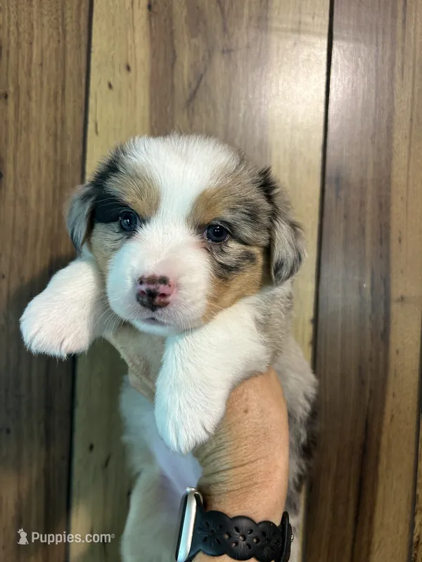 Blue Merle female 1  – Cardigan Welsh Corgi, Miniature Australian Shepherd puppy for sale in Greenwood, SC