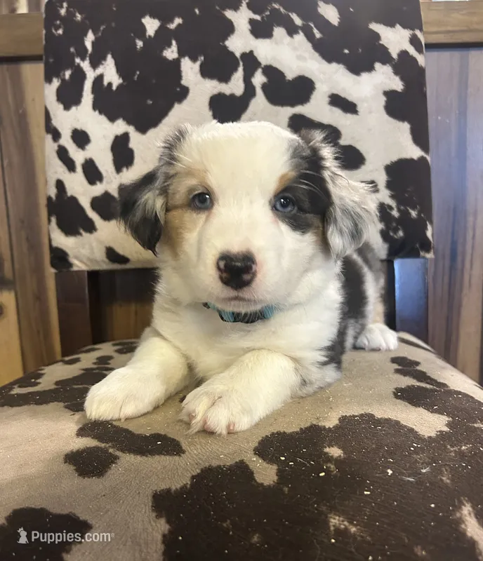 Blue Merle female 2 – Cardigan Welsh Corgi, Miniature Australian Shepherd puppy for sale in Greenwood, SC