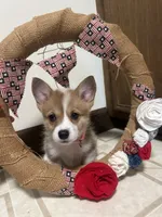 Pink collar , a female Pembroke Welsh Corgi for sale in Greenwood, SC – 1 of 1