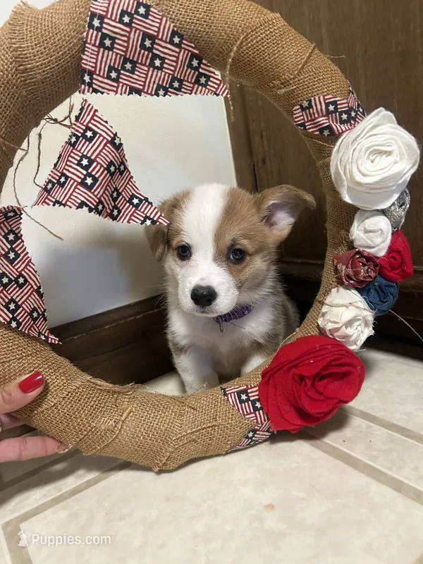 Purple collar  – Pembroke Welsh Corgi puppy for sale in Greenwood, SC