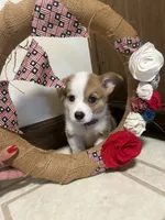 Purple collar , a female Pembroke Welsh Corgi for sale in Greenwood, SC – 1 of 1